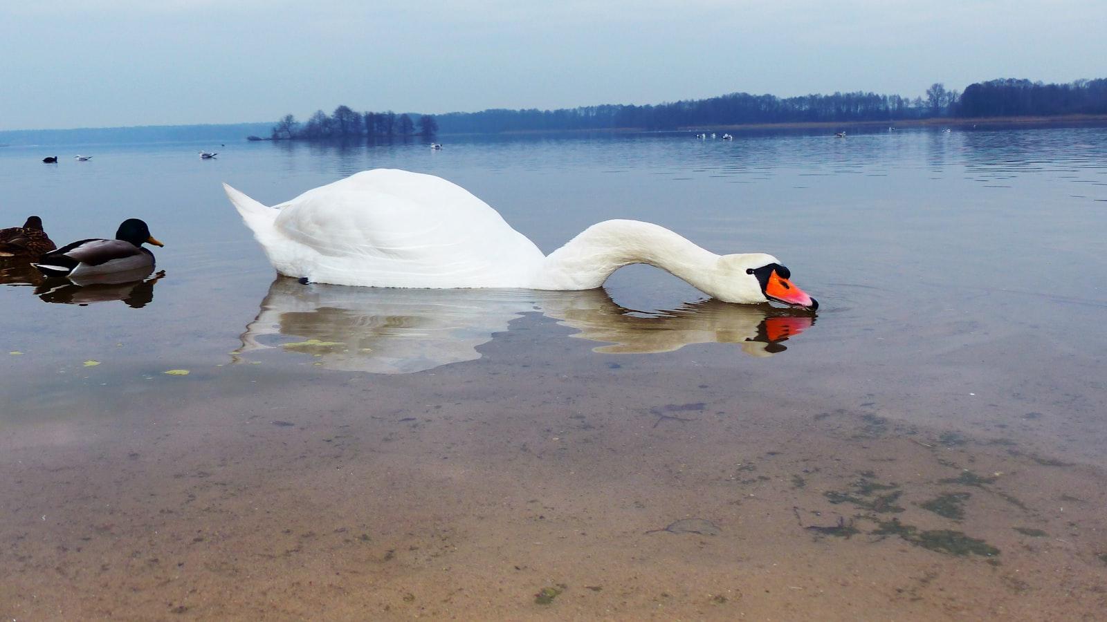 Jak skutecznie neutralizować żyły wodne domowymi sposobami?