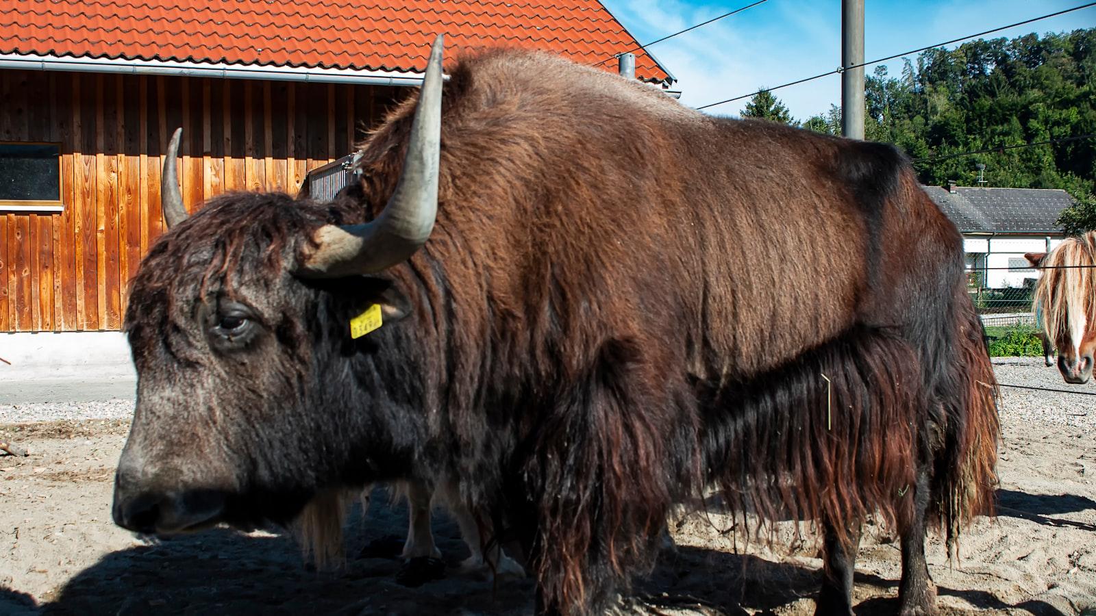 Jak skutecznie oczyścić wodę z żelaza metodami domowymi?